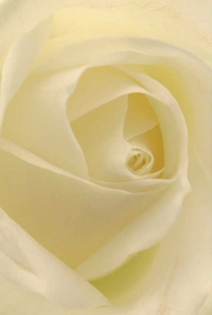 Seen through the lens of New Cross artistry, this close-up of a white rose reveals a story of tranquility and subtle elegance. Each petal is layered with precision, the gradation from pure white at the base to translucent cream at the tips speaking to both nature's resilience and the skilled florists who shape it. Soft daylight-echoing the light that dances along the avenues bordering Hatcham Park-plays across the surface, creating an ethereal glow and gentle shadows that add both visual and emotional depth to the composition. Here, there is harmony: the spiral of the bloom draws you in, suggesting purity, hope, and new beginnings. The feel is both sophisticated and grounding, perfect for an elegant table centerpiece at a New Cross gathering or as a heartfelt gesture of sympathy to a local friend. The faint scent, carried on the imagined evening breeze, is delicate and reassuring-a reminder of the calming influence flowers can have within a bustling city setting. This single rose, expertly arranged and uniquely local in its presentation, resonates with sincerity, reflecting the refined taste and warm spirit of New Cross.